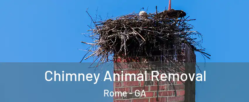 Chimney Animal Removal Rome - GA