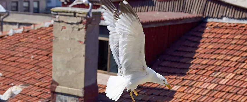 Residential Chimney Animal Removal Solution in Rome, GA